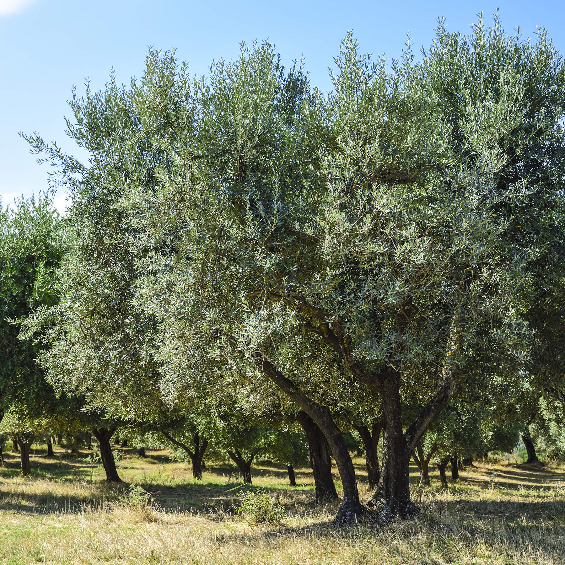 Cypressa Olive Oils & Vinegars