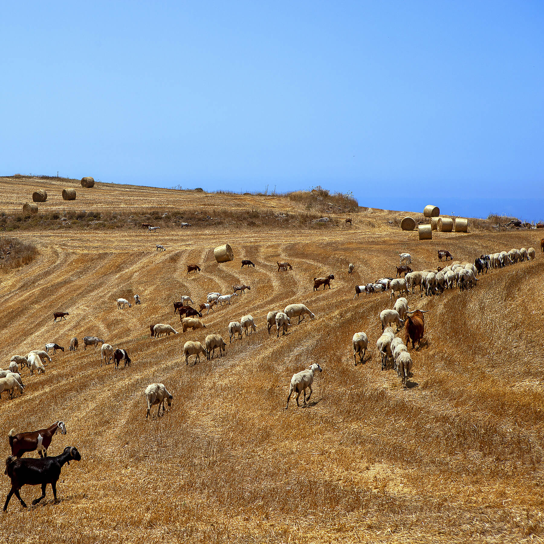 Cypressa Cheeses