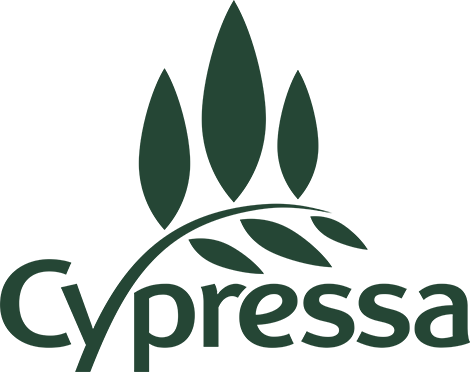 Cypressa